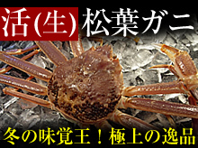 活(生)松葉ガニ