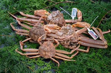〔生〕松葉ガニ・セコガニ夫婦セット【脚折れ】1kg 送料無料