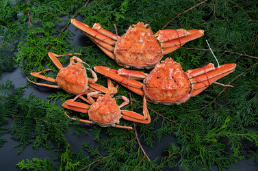 〔茹〕松葉ガニ・セコガニ夫婦セット【脚折れ】1kg 送料無料